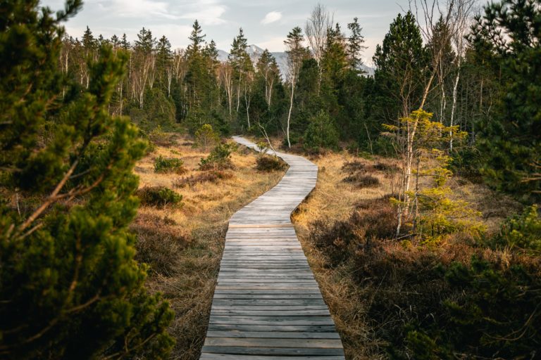 wooden pathway over swampy area with mountain peaks in distance